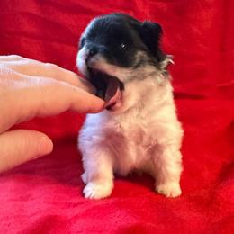 Prada - Blue merle female Pomeranian puppy in Waterloo, Indiana from Garcias Pomeranian