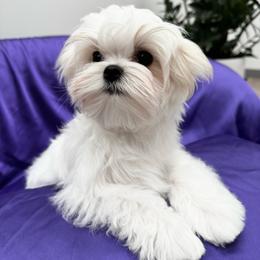 Bella Dolce's Sweet N Spunky - White female Maltese puppy in Phoenix, Arizona from Bella Dolce Maltese