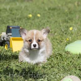 Biscuits - White and red male Pembroke Welsh Corgi puppy in Williams, California from Half Hitch Corgis