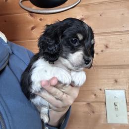 Winston - Piebald male Dachshund puppy in Cheyenne, Wyoming from Great Basin Hounds