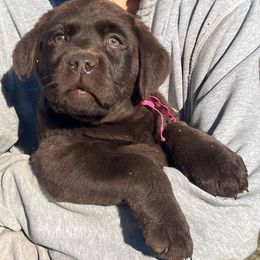 Sun - Chocolate Labrador Retriever puppy in Spring Hill, Kansas from Black Hawk Labradors