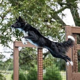 Border Collies from Mighty Border Collies