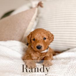 Randy - Red  male Goldendoodle puppy in Melba, Idaho from KZ Doodles