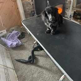 Gunner - Dachshund