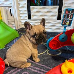 Reginald (Reggie) - Fawn male French Bulldog puppy in Neenah, Wisconsin from Mimosa Acres French Bulldogs LLC