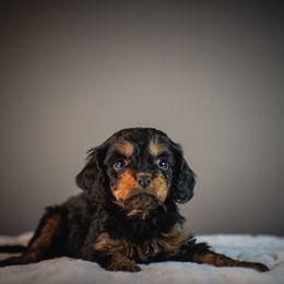 Ridge - Black and tan male Cavapoo puppy in Caldwell, Idaho from Boise Doodle Co.