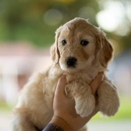 Iris (dark pink) - Apricot female Goldendoodle puppy in Portsmouth, Virginia from Hopping Howlers Ranch
