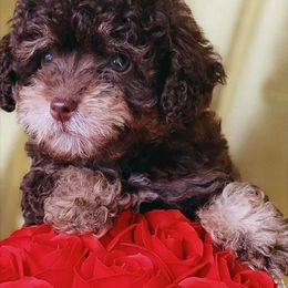Reeces - Phantom male Poodle puppy in Maplewood, New Jersey from Poos&Bulls Keepsake