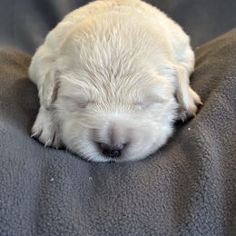 Blue girl - Light golden female Golden Retriever puppy in Howell Township, New Jersey from Hunny Pot Goldens