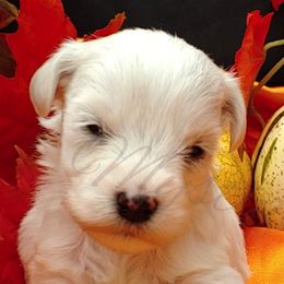 Miniature Schnauzer and Rottweiler Puppies from Mystique Kennel
