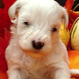Miniature Schnauzer and Rottweiler Puppies from Mystique Kennel