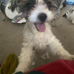 Tori - Companion Cross puppy from Puppies Full of Love