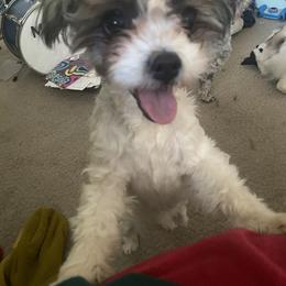 Tori - Companion Cross puppy from Puppies Full of Love