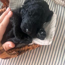 Elowen (light purple) - Blue female Poodle puppy in Batavia, Ohio from The Livezey Standard-CKCS and Standard Poodles