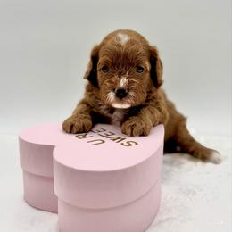 Sundae - Red female Cavapoo puppy in La Vernia, Texas from Texas Teddy Bears