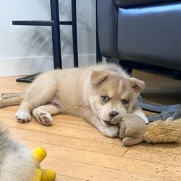 Navy - Wolf sable male Pomsky puppy in Doon, Iowa from Luxury Pomsky
