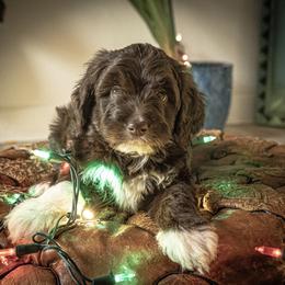 Aussiedoodle Puppies from Dinah Doodles and Aussies