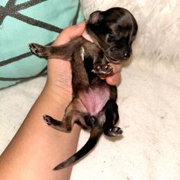 Story - Dapple female Dachshund puppy in Mobile, Alabama from Ruff Patch Doxie Den