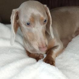 Izzy - Dachshund