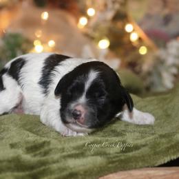 Girl 2 - female Cockapoo puppy in Lowry City, Missouri from Cooper Creek Puppies