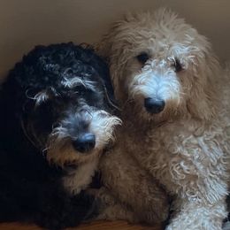 Goldendoodles from Sozo Goldendoodles