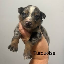 Turquoise - Blue merle female Australian Shepherd puppy in Jesup, Georgia from Painted Platinum Kennel Golden Retrievers & Australian Shepherds