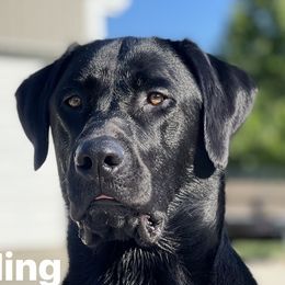 Labrador Retriever Puppies from Cary’s Buck Creek Retrievers