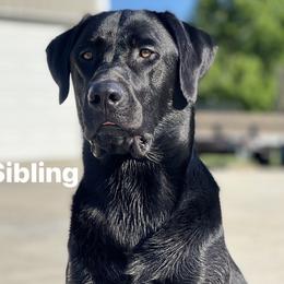 Labrador Retriever Puppies from Cary’s Buck Creek Retrievers