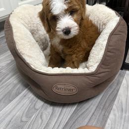 Bernedoodle Puppies from Palmetto Bernedoodles Boutique