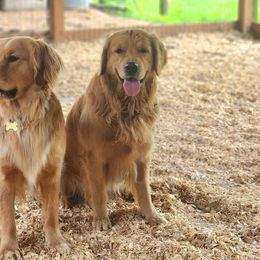 Golden Retrievers from Calis Golden Puppys