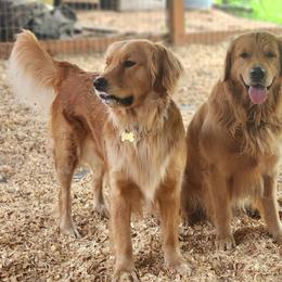 Golden Retrievers from Calis Golden Puppys