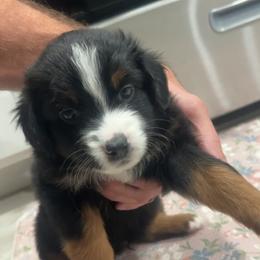 Chase - Black tri male Miniature Australian Shepherd puppy in Sweeny, Texas from Peach Creek Minis