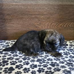 Boy 1 - Brindle male Shih Tzu puppy in Meadows Of Dan, Virginia from Walt’s Shih Tzus