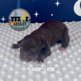 Garen - Red tri-color male Australian Shepherd puppy in Tucson, Arizona from TTTNT Aussies