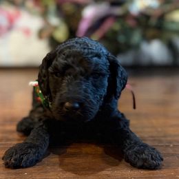 Joe - Black male Goldendoodle puppy in Arlington, Texas from Chambers Doodle Patch