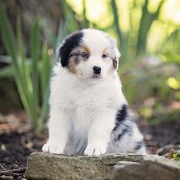 Blue Merle Male - Blue merle male Australian Shepherd puppy in Elkton, Tennessee from Riverlook Australian Shepherds