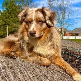 Tuff - Miniature Australian Shepherd