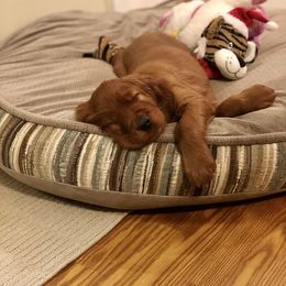 Irish Setter Puppies from Stomar Irish Setters
