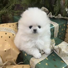 Thunder x Lotus Male - White male Pomeranian puppy in Pocatello, Idaho from Avalon Pomeranians