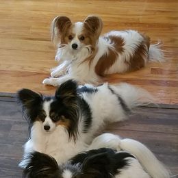 Papillons from Regina's Papillons