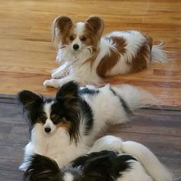 Papillons from Regina's Papillons