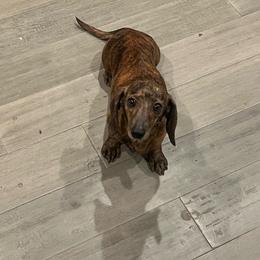 Sadie - Brindle female Dachshund puppy in East Dover, Vermont from Audet’s Mini Dachshunds