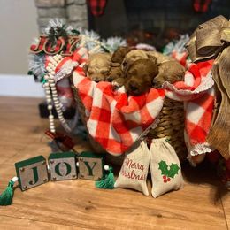 Goldendoodle Puppies from MillyDoodles