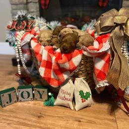 Goldendoodle Puppies from MillyDoodles