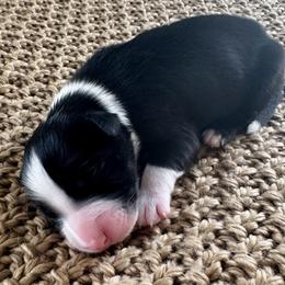Boy 4 - Black tri-color male Australian Shepherd puppy in Zwingle, Iowa from Homestead Aussies & Doodles