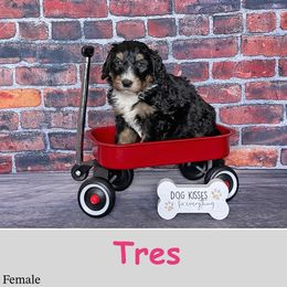 Tres - Bernedoodle puppy from Country Breeze Doodles & Poodles