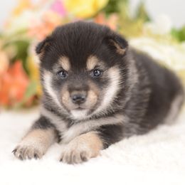 Sena - Black and Tan Boy - Black and tan male Shiba Inu puppy in Neosho, Missouri from Sunny Terrace Shibas