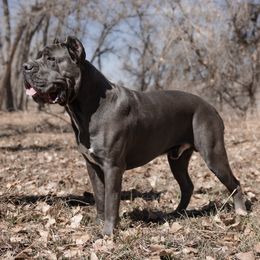 Zeus - Cane Corso