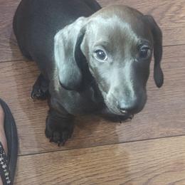 Charlie Brown - Chocolate male Dachshund puppy in Salome, Arizona from Boopenstein Doxies