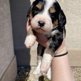 Bernedoodle puppies from Huckleberry Doodles